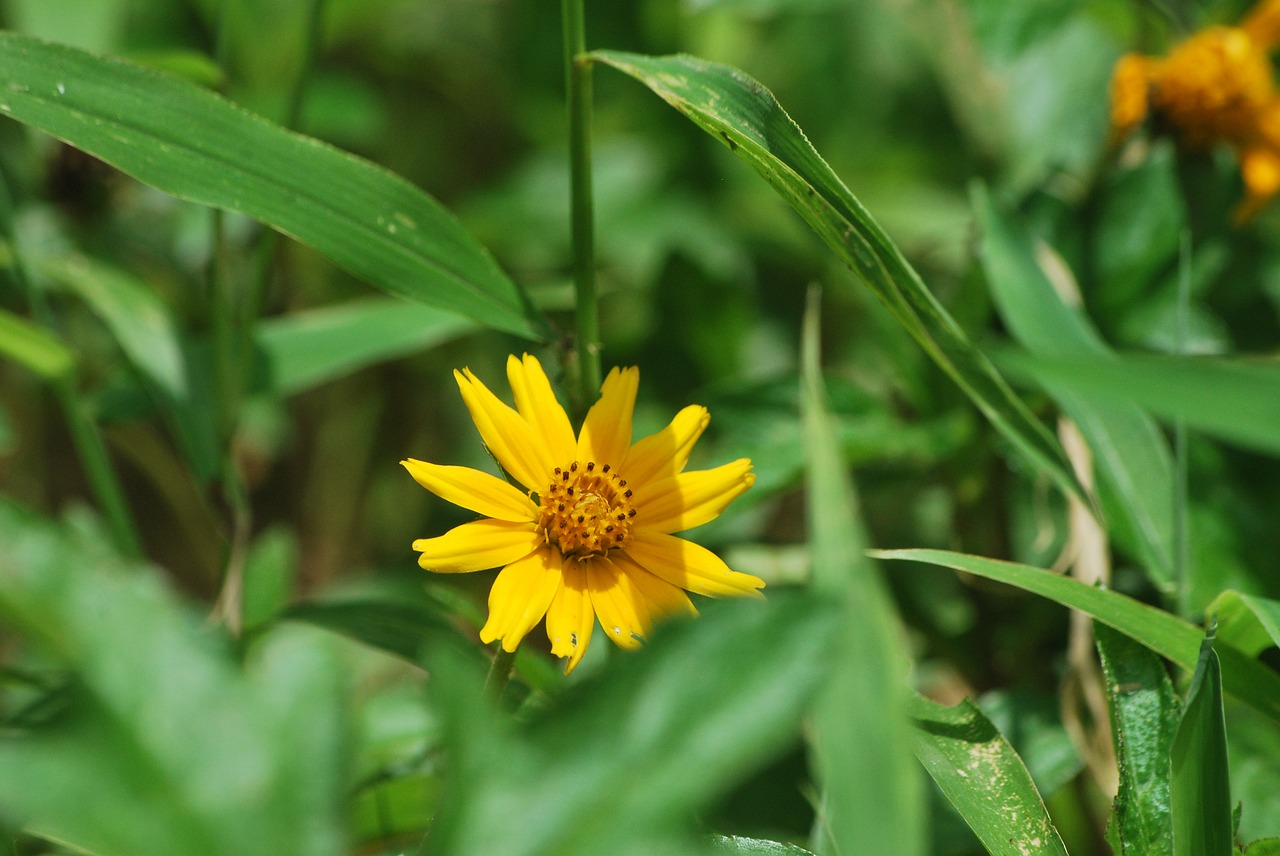 nature yellow garden free photo