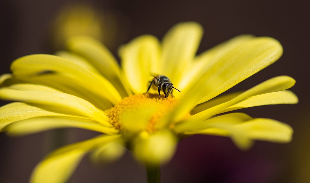 nature flowers macro free photo