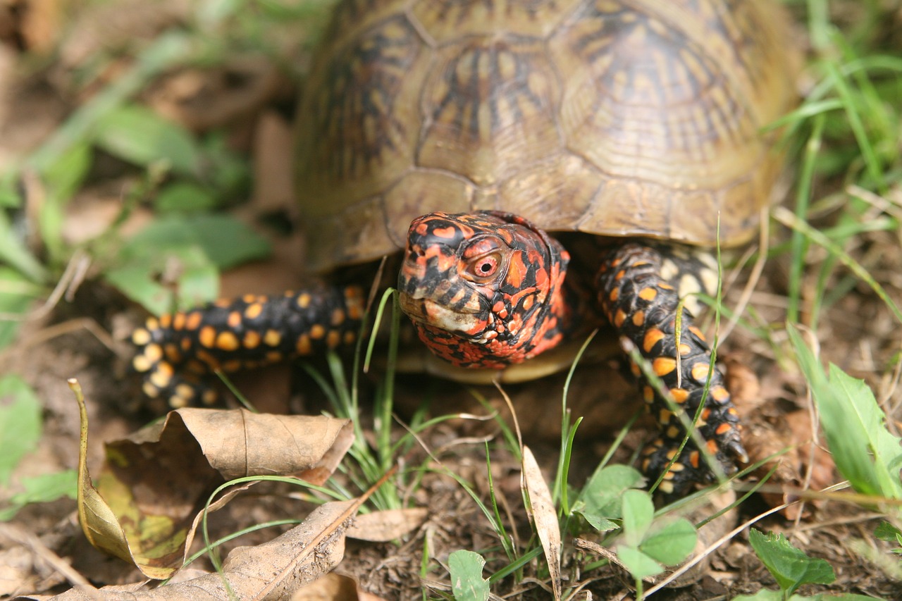 nature turtle reptile free photo