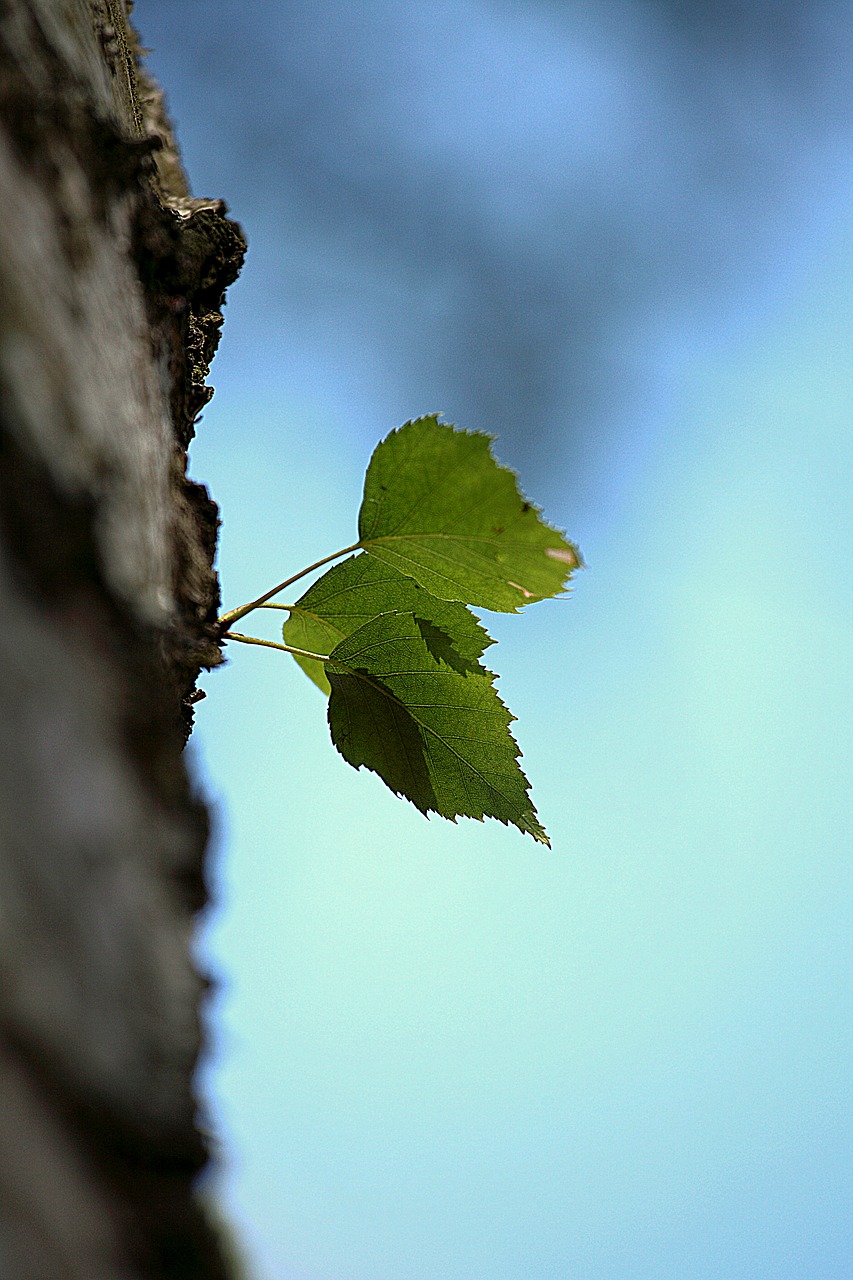 nature leaf tree free photo