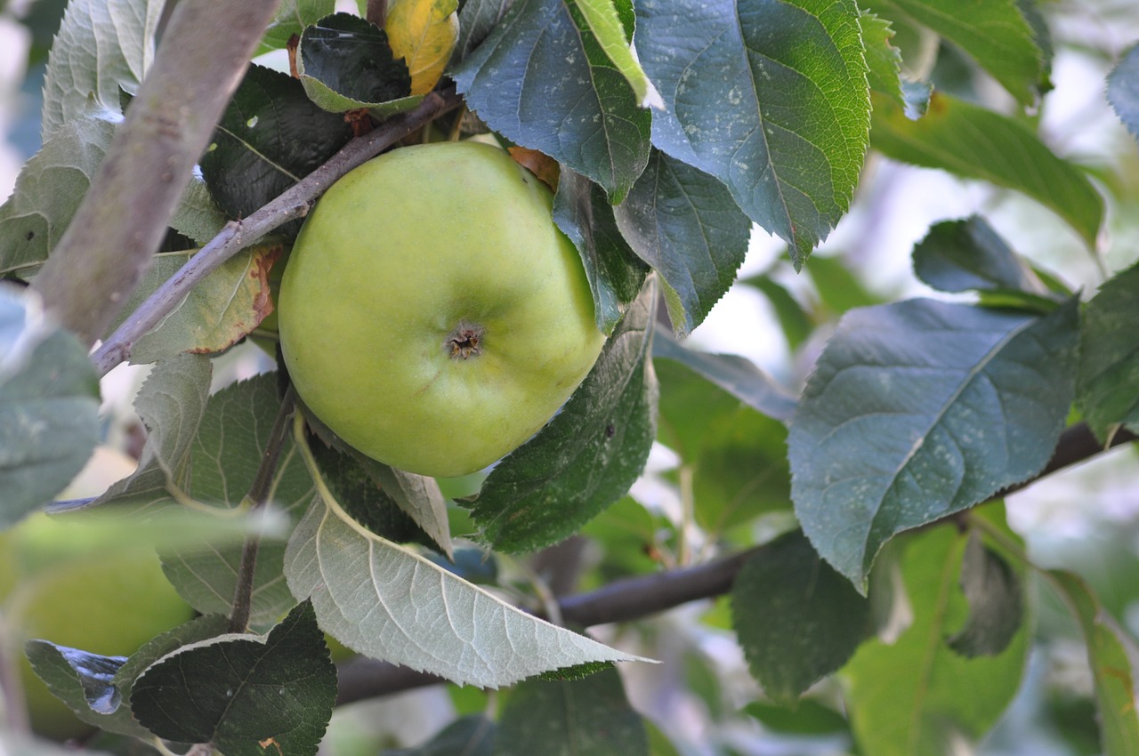 nature fruit apple free photo