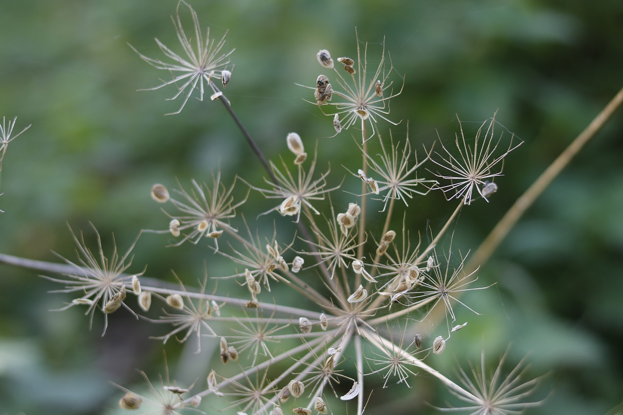 nature flora summer free photo