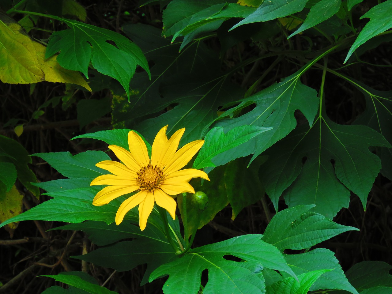 nature sunflower bush flower free photo