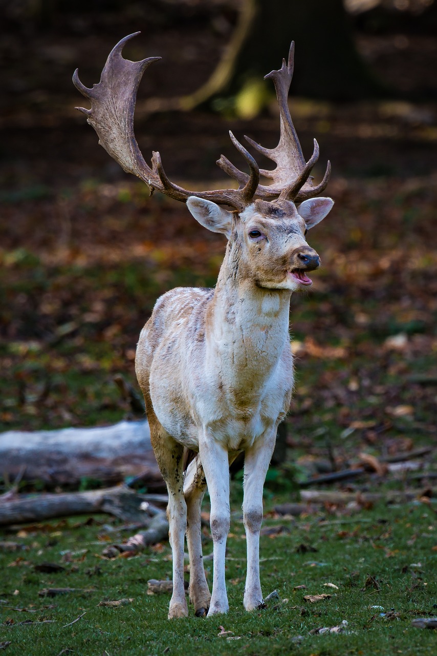 nature forest animal free photo