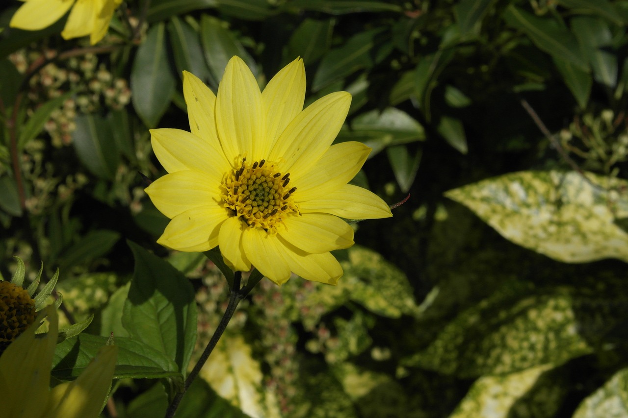 nature flower yellow free photo