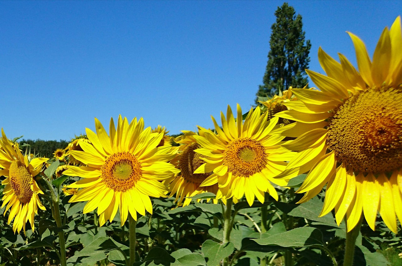 nature sunflowers flower free photo