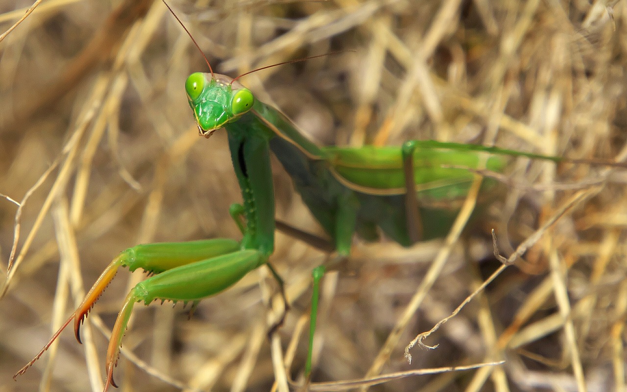 nature insect mantis free photo