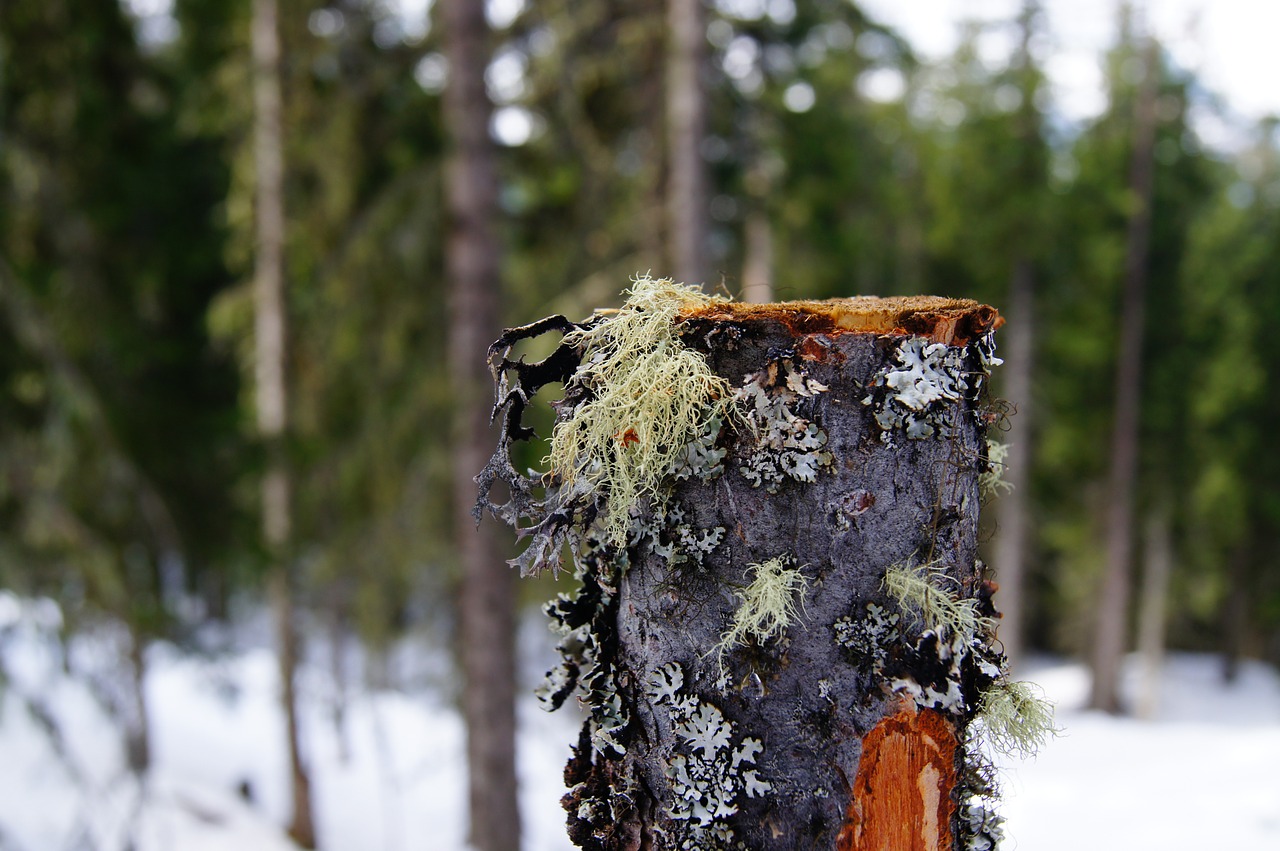 nature tree lichen free photo