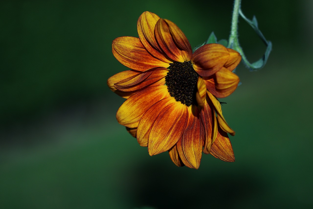 nature flower sunflower free photo