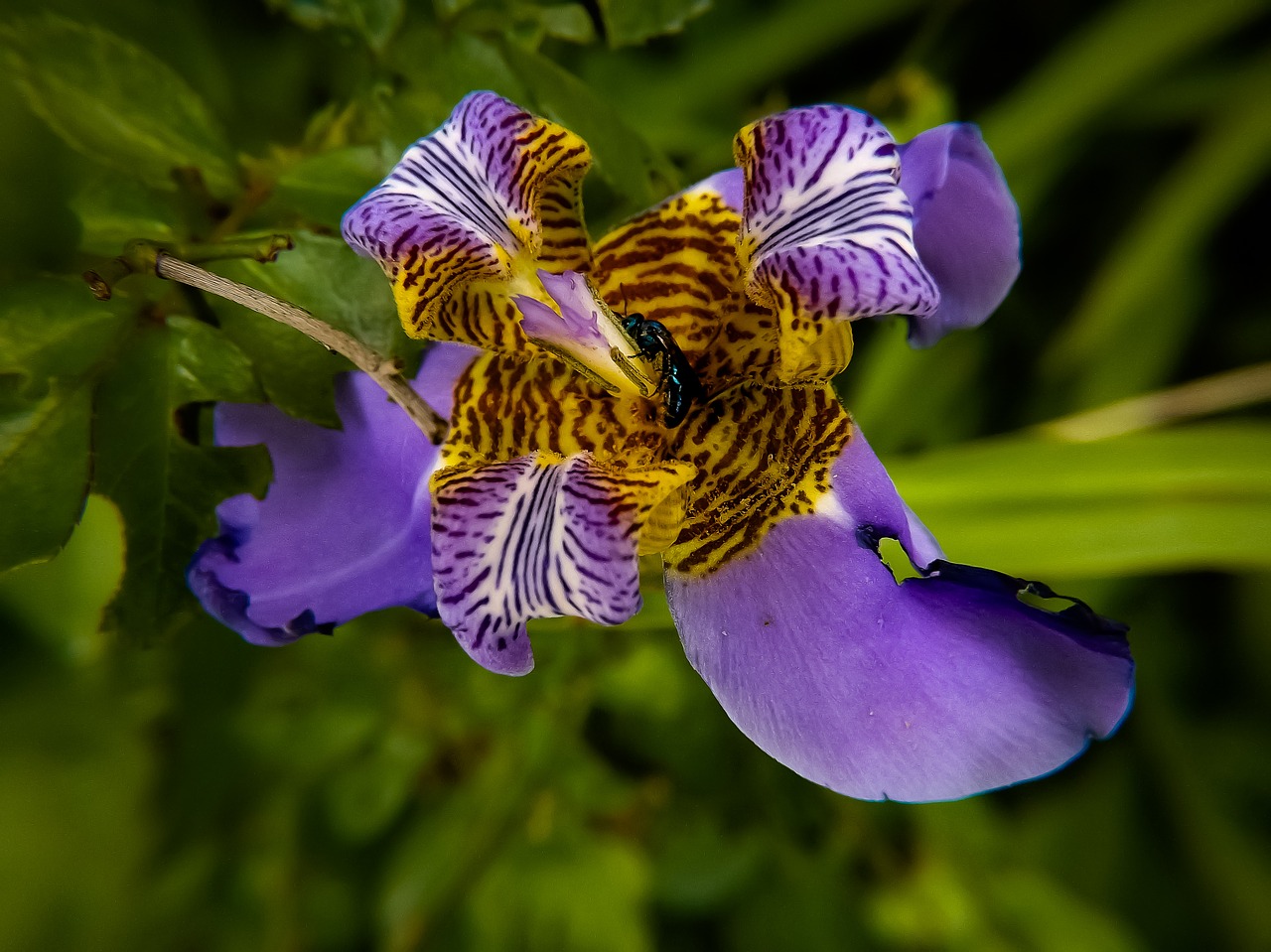 nature flower beauty free photo