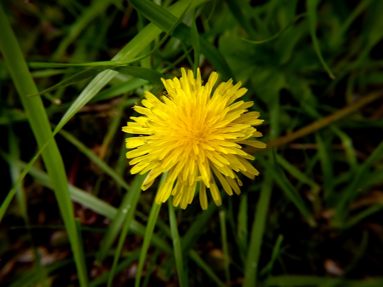 nature colors flowers free photo