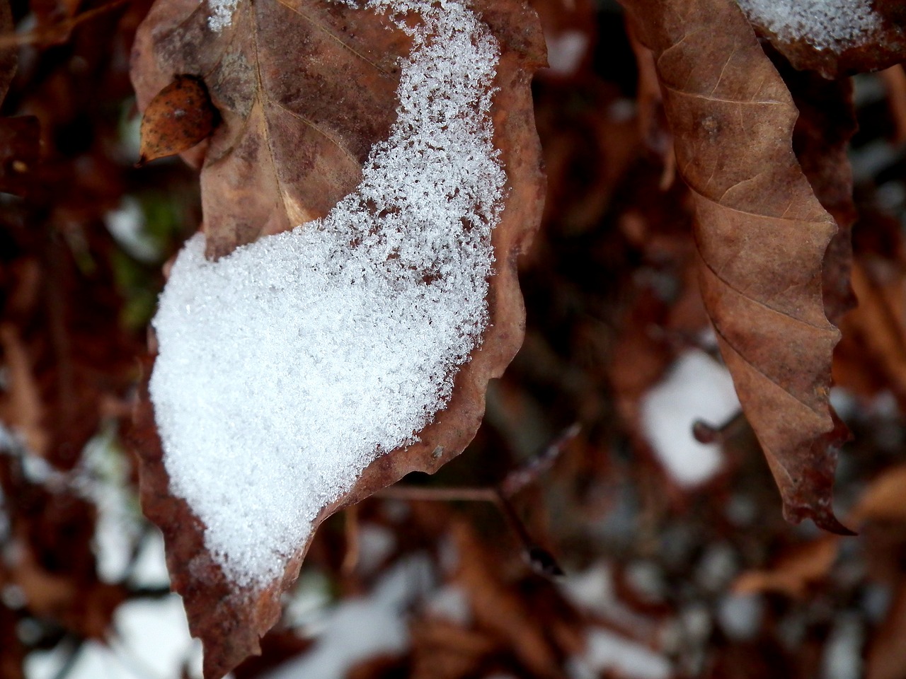 nature winter leaves free photo