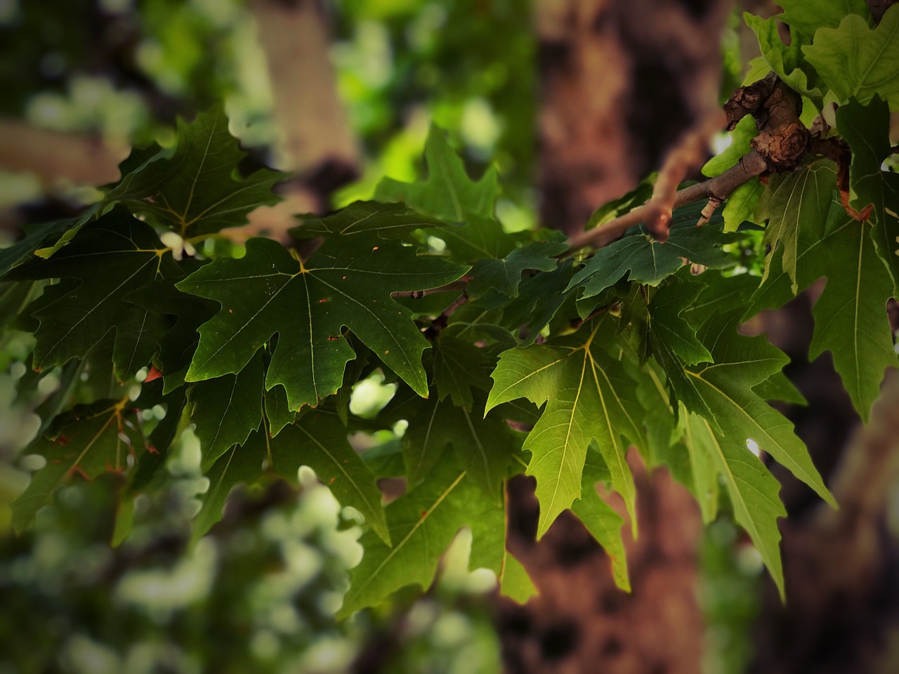 nature green trees free photo