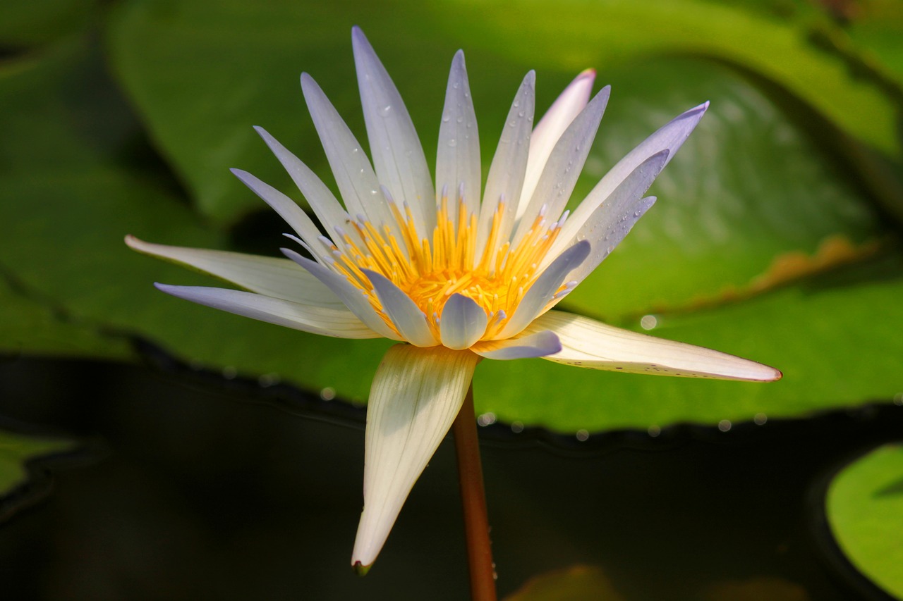 nature white flower free photo