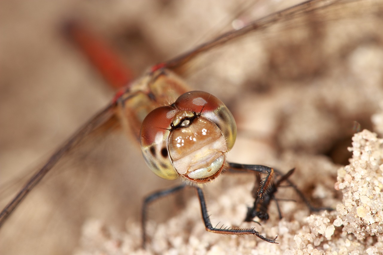 nature dragonfly macro free photo