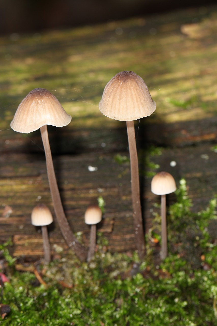 nature mushrooms autumn free photo