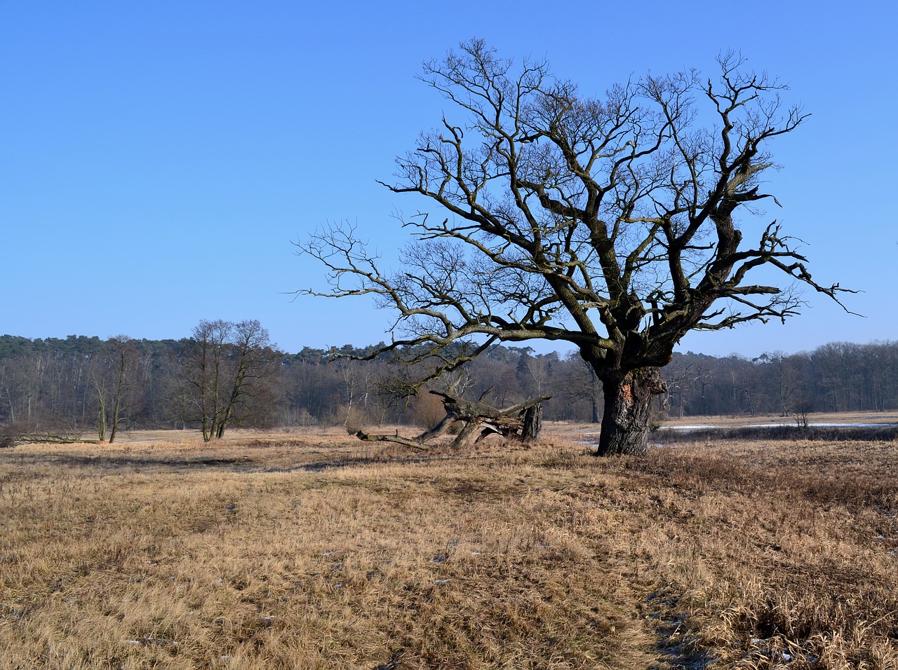 nature tree landscape free photo