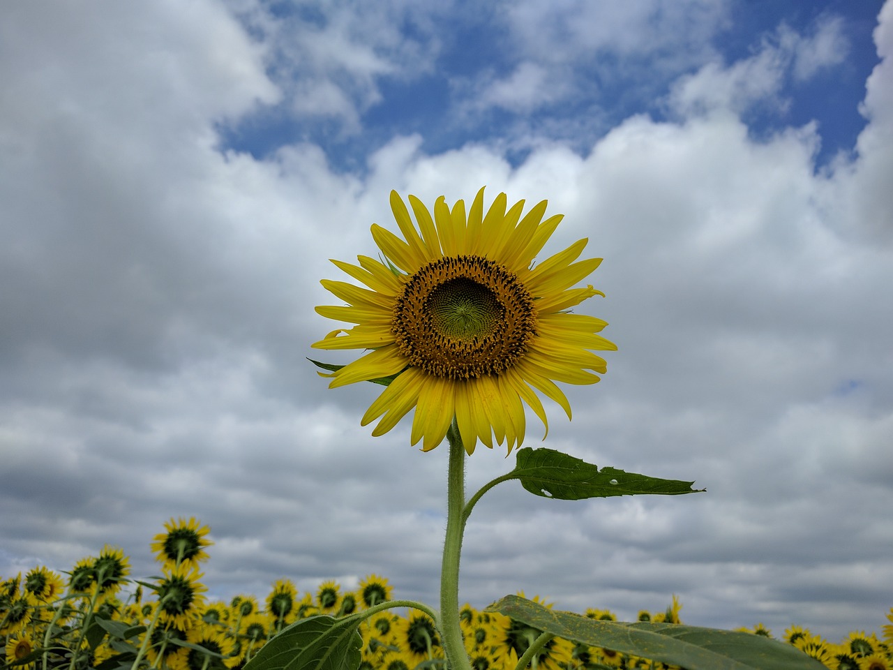 nature summer sky free photo