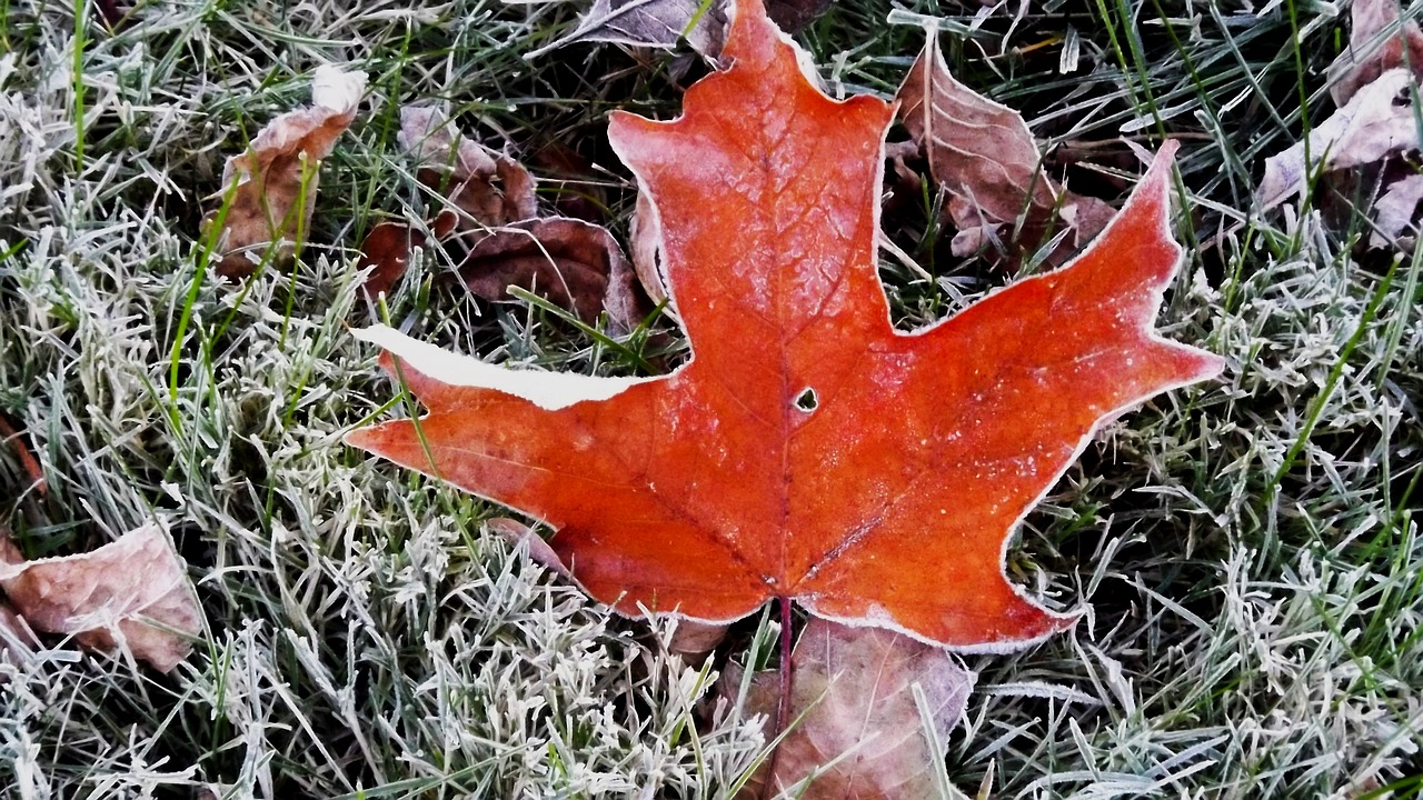 nature maple leaf frosted free photo