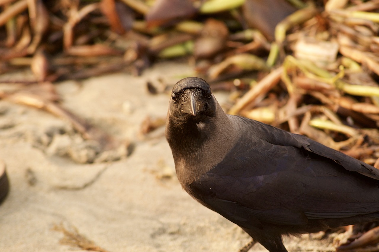 nature bird wildlife free photo