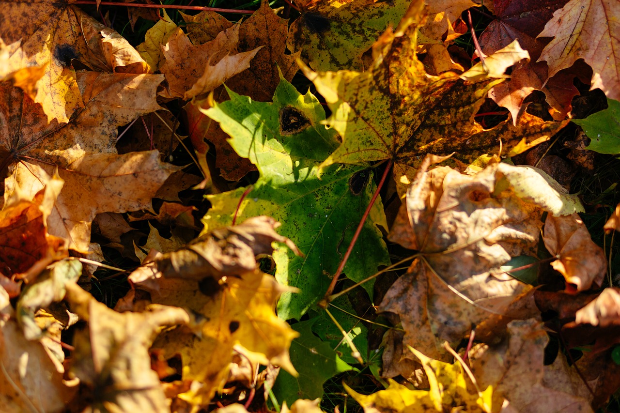 nature abstract autumn free photo