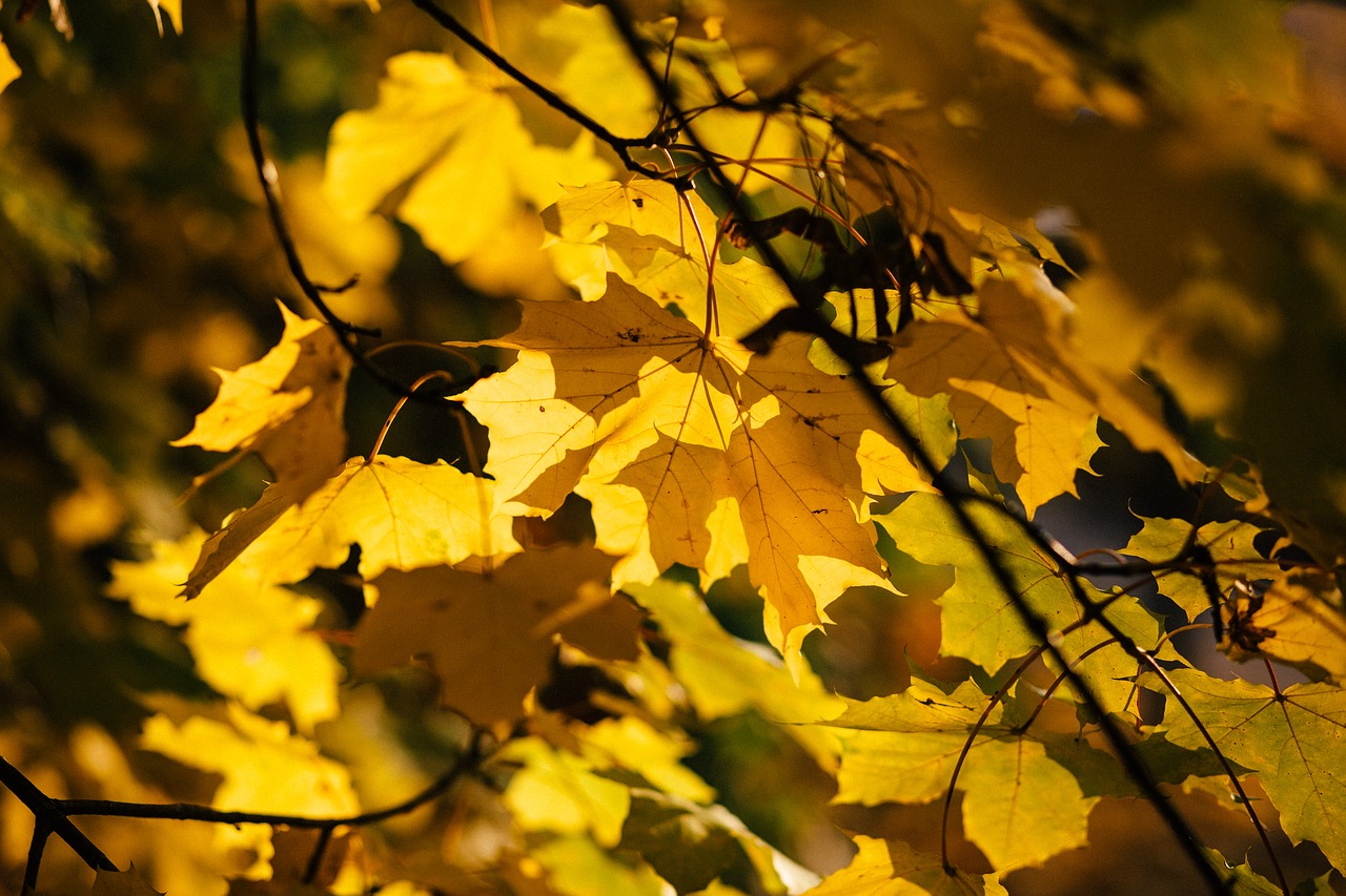 nature abstract autumn free photo