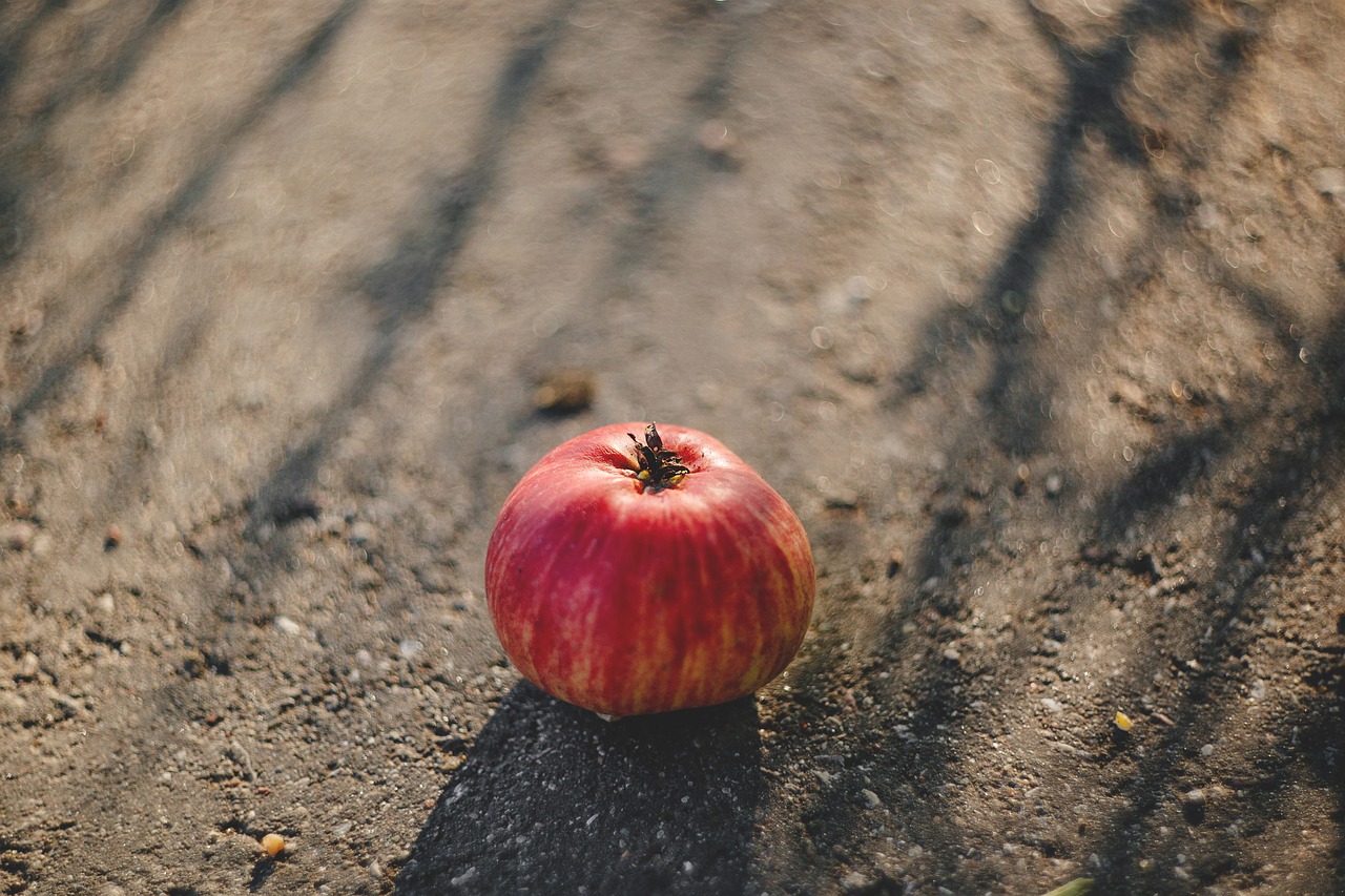 nature apple asphalt free photo