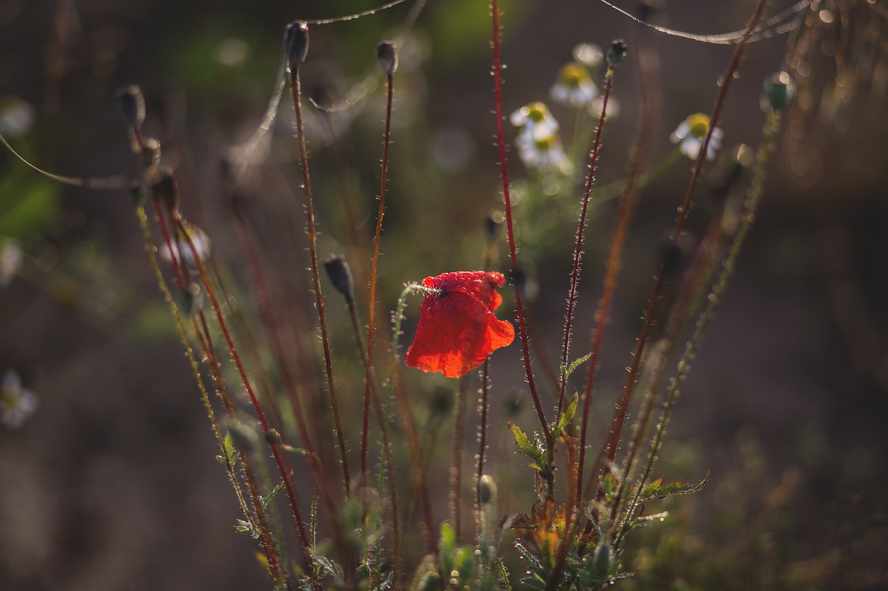 nature autumn background free photo