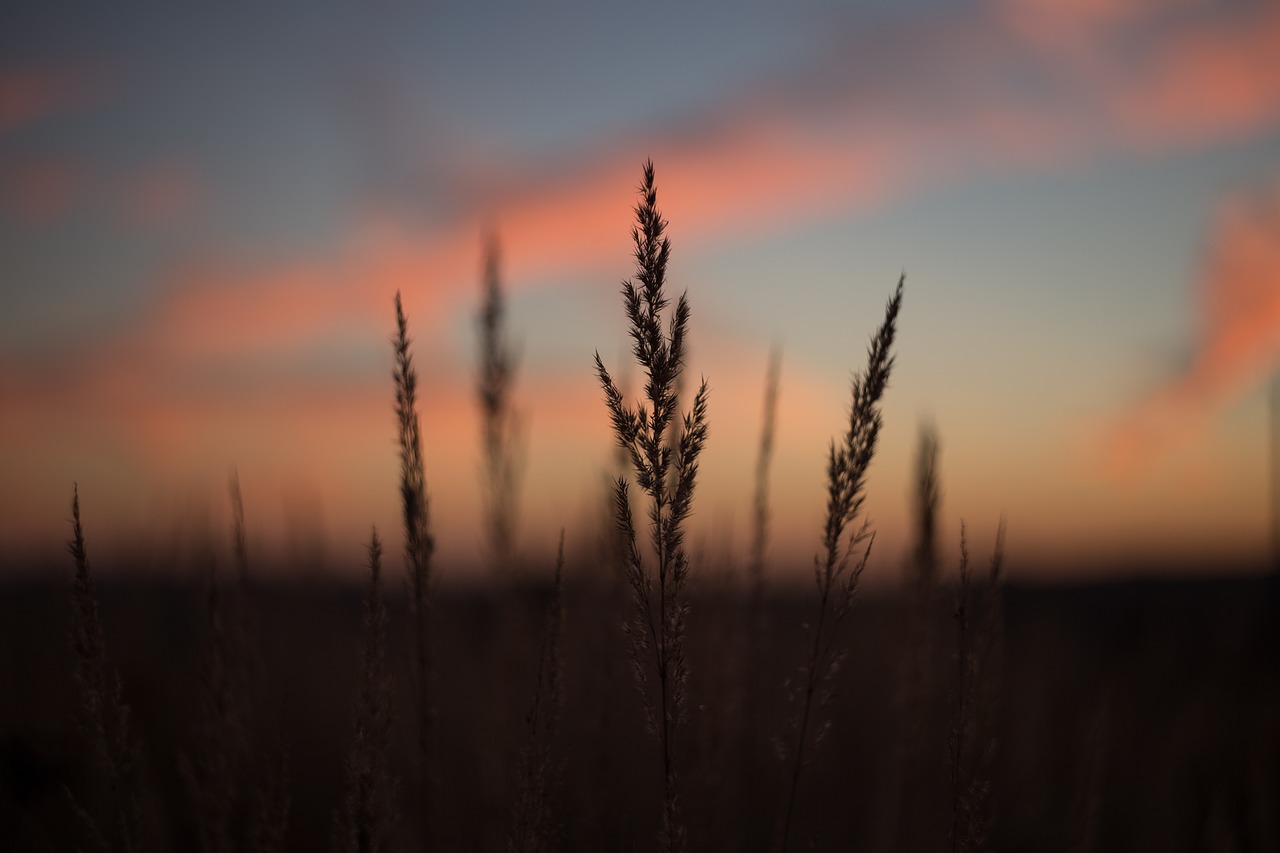 nature background blade free photo