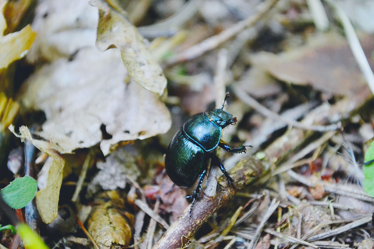 nature beetle bug free photo