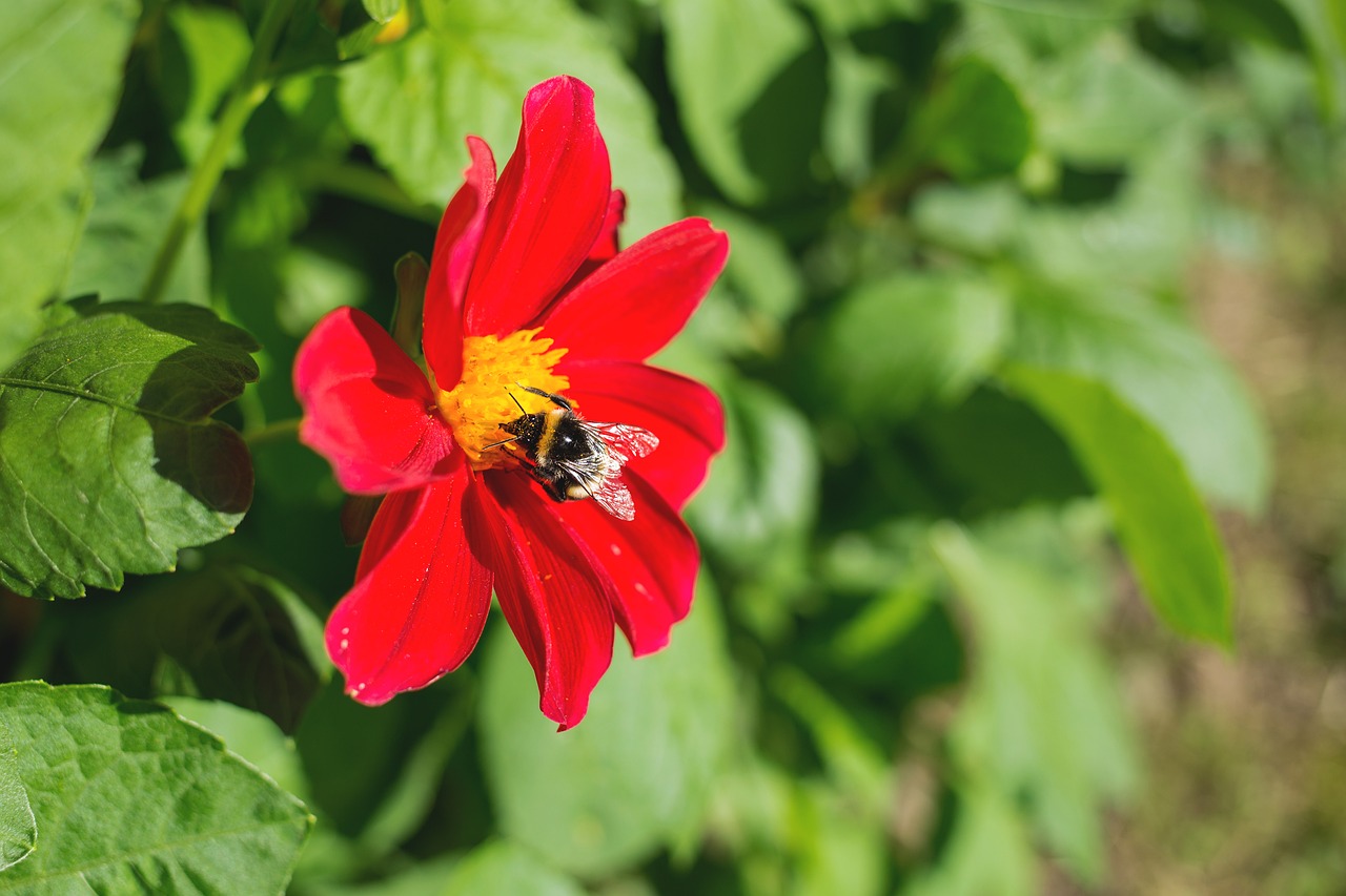 nature bee bumblebee free photo