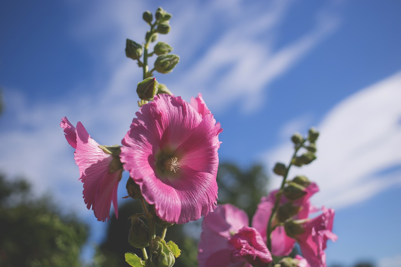 nature blooming blossom free photo