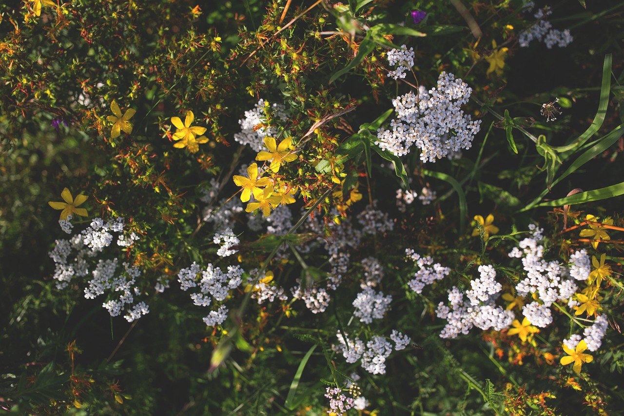 nature bloom blooming free photo