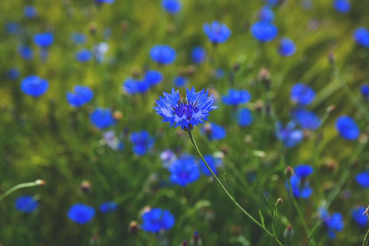 nature blue centaurea free photo