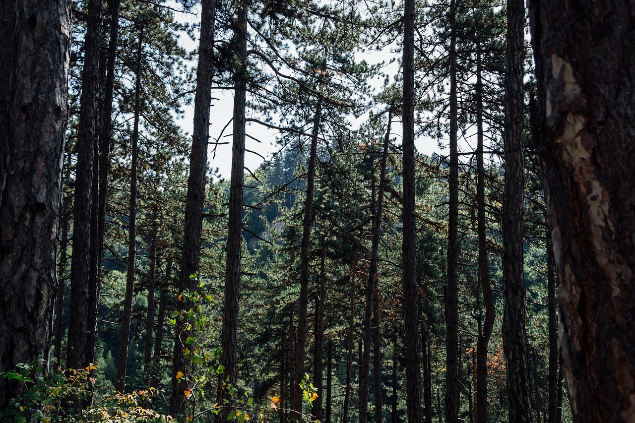 nature conifers crowns free photo