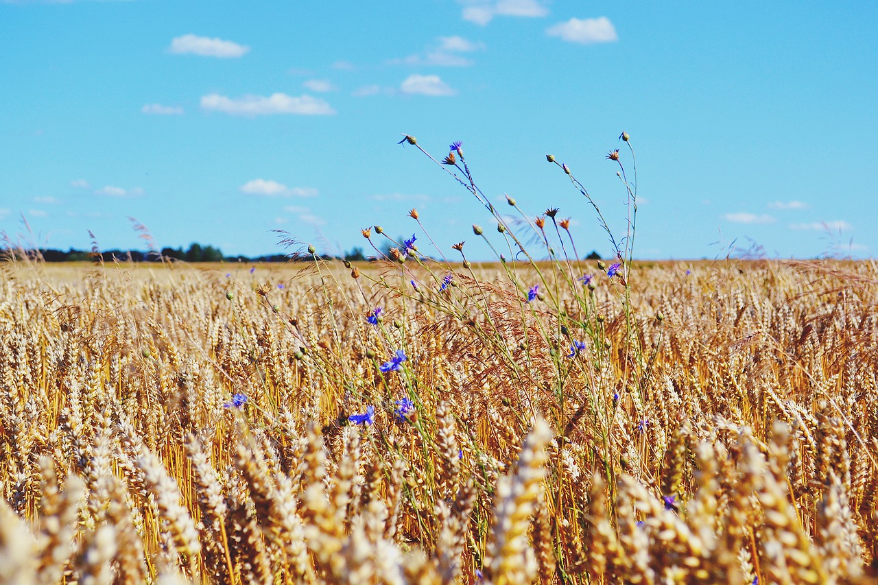 nature country flowers free photo