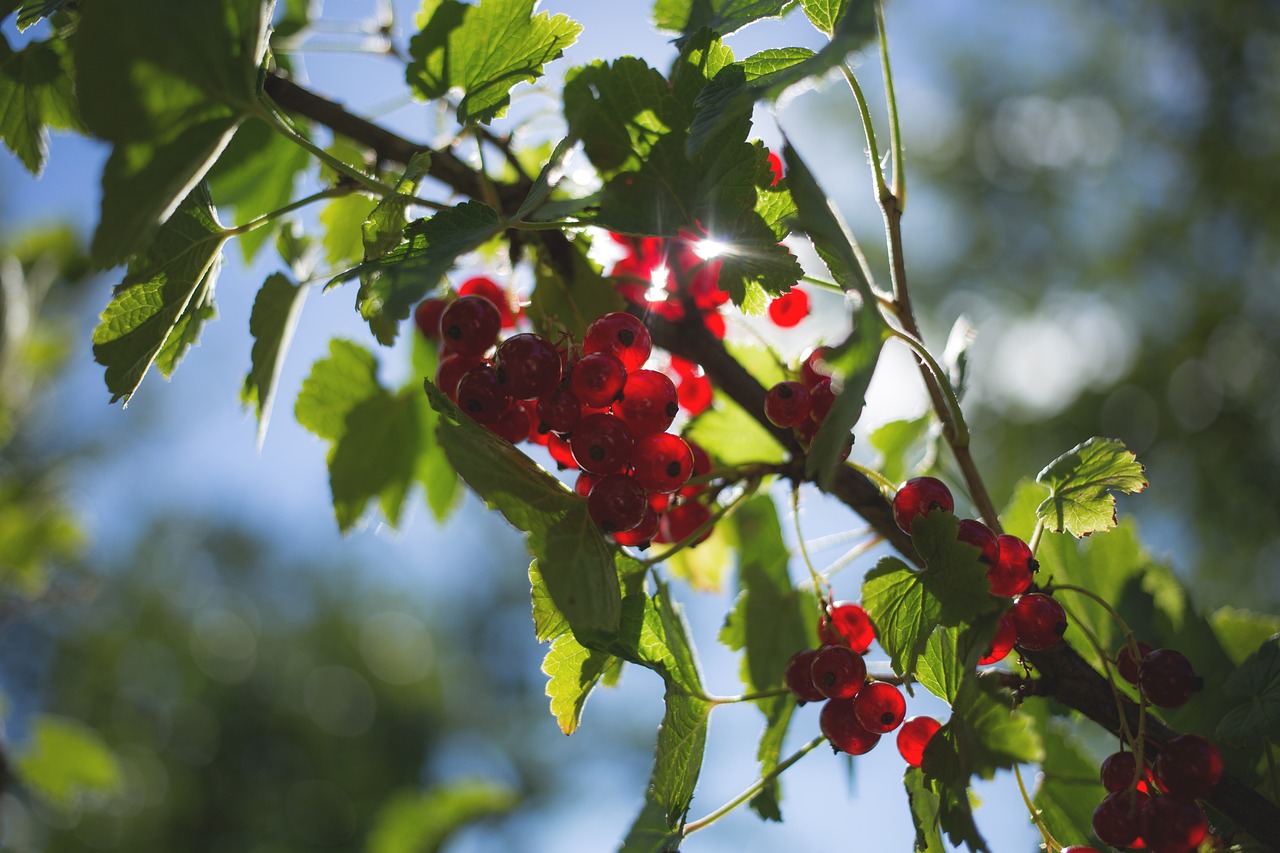 nature currant fresh free photo