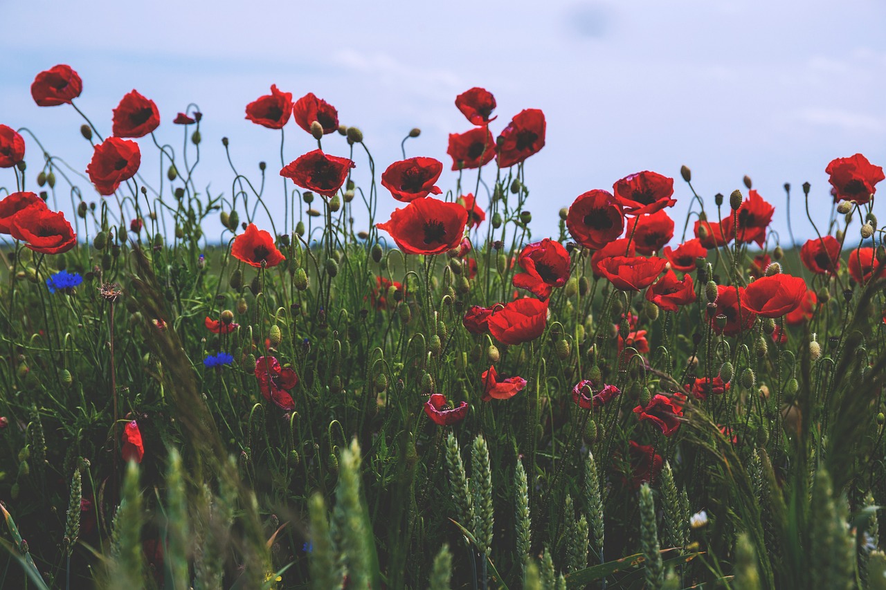 nature field flowers free photo