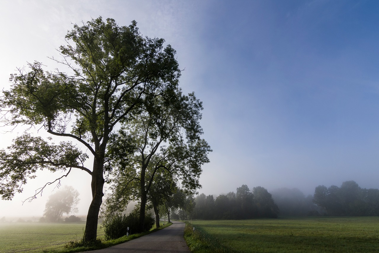 nature fog autumn free photo