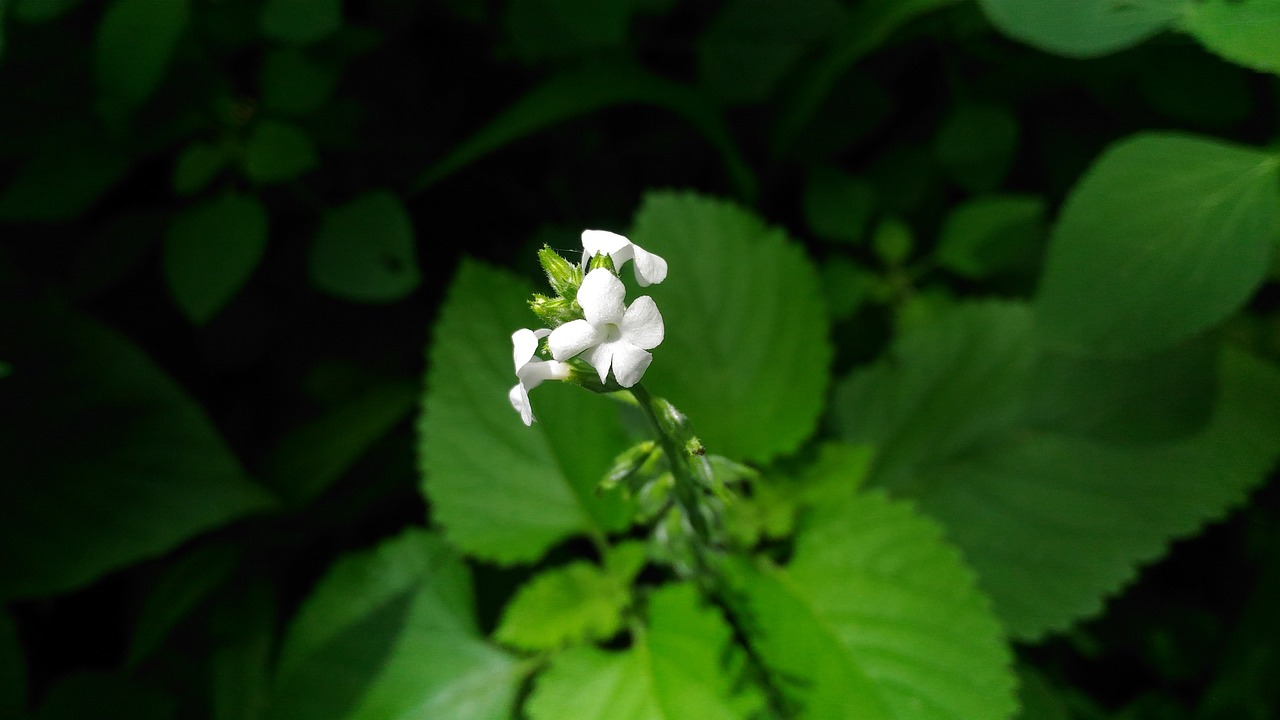 nature flower white free photo