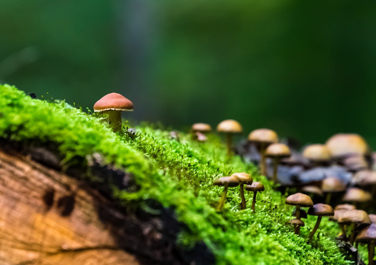 nature forest mushrooms free photo