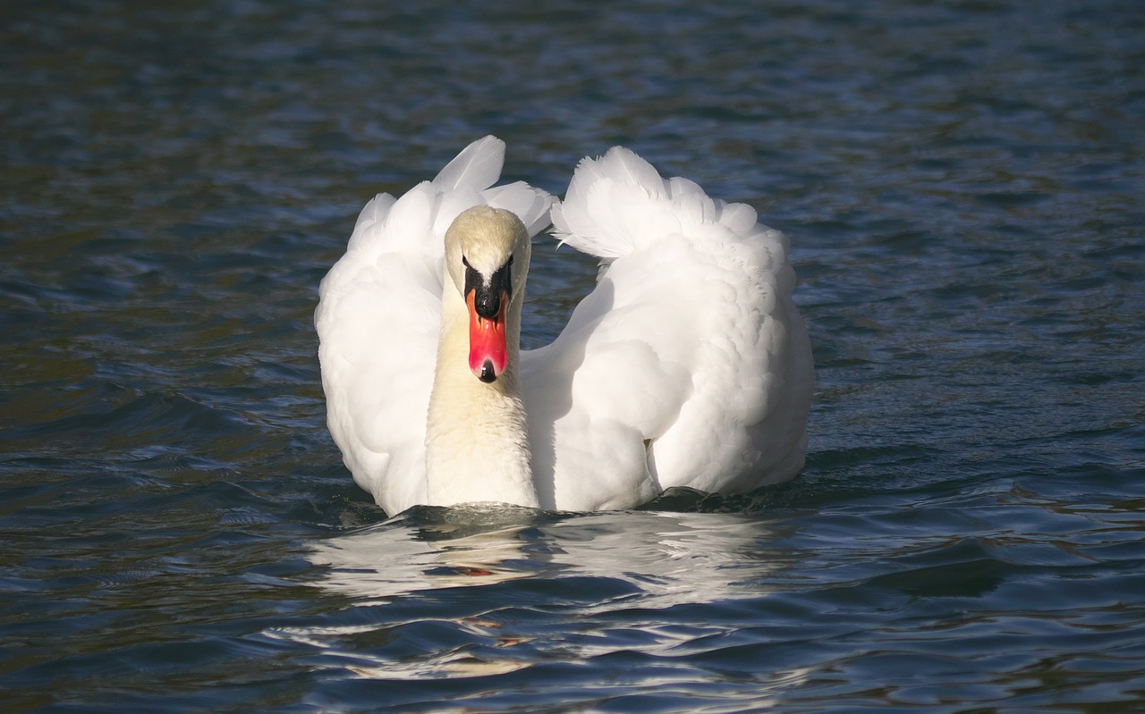 nature birds swan free photo