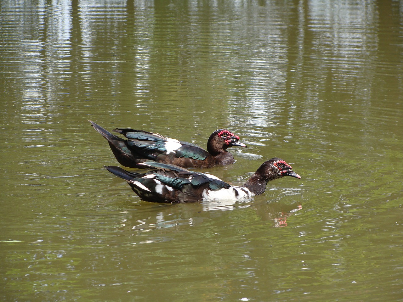 nature duck laguna free photo