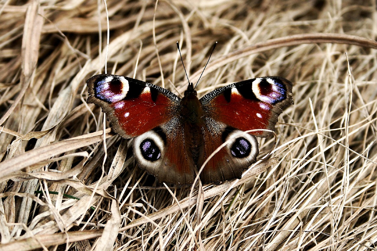 nature butterfly animal free photo