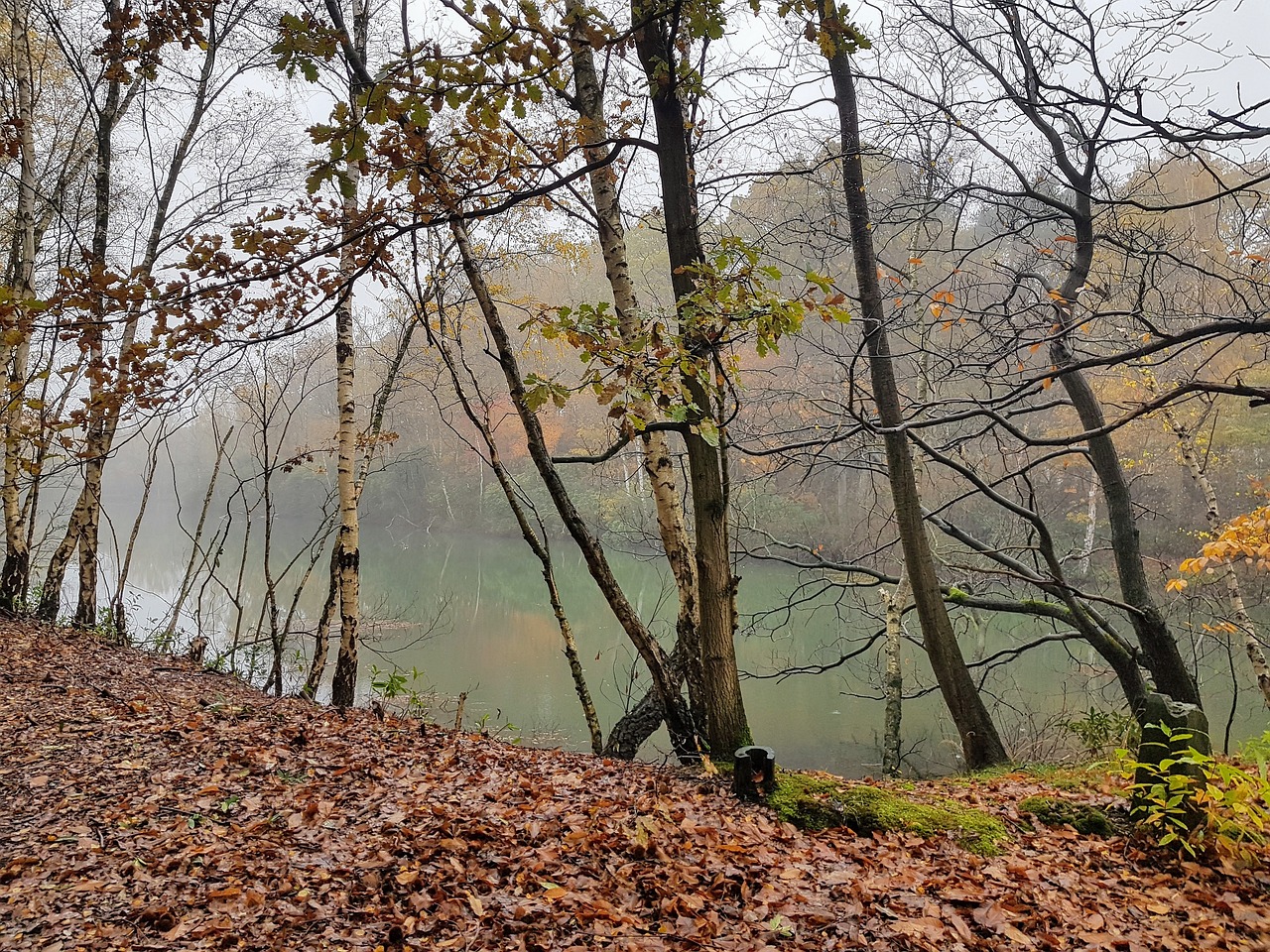 nature trees forest free photo