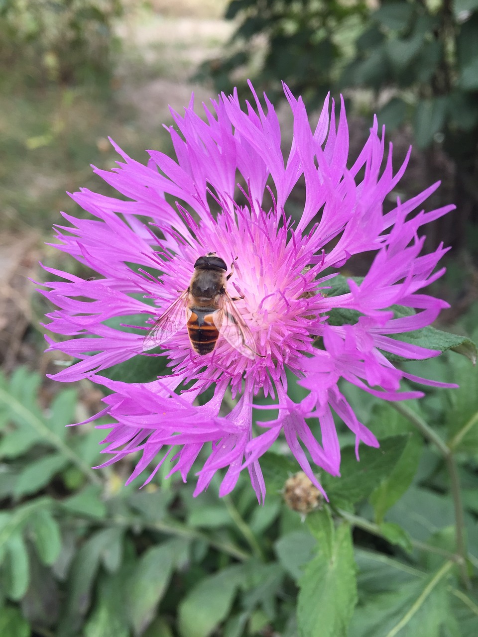 nature bright colors chrysanthemum free photo