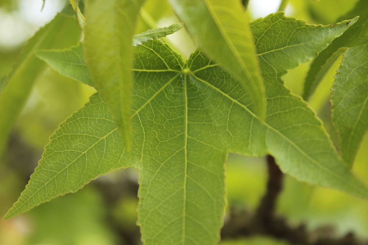 nature leaf plant free photo