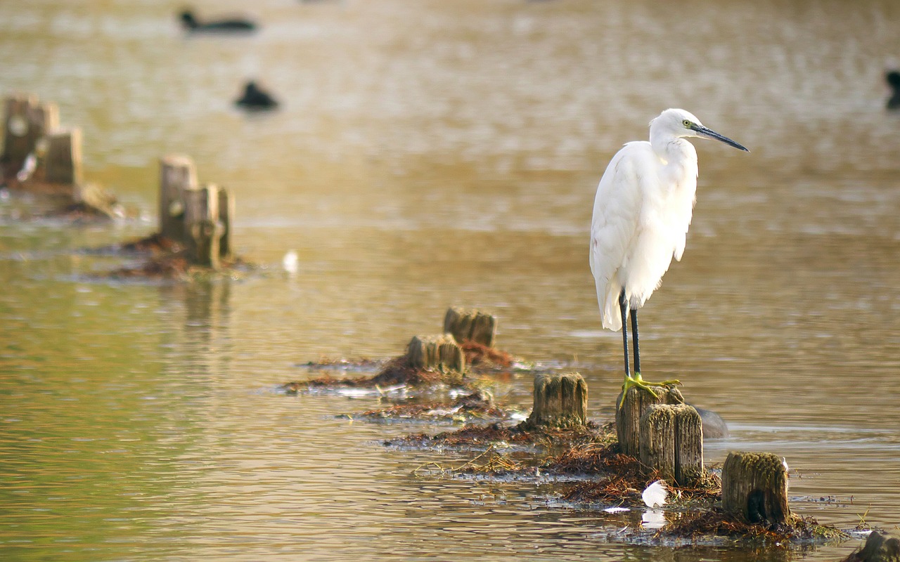 nature birds egret free photo