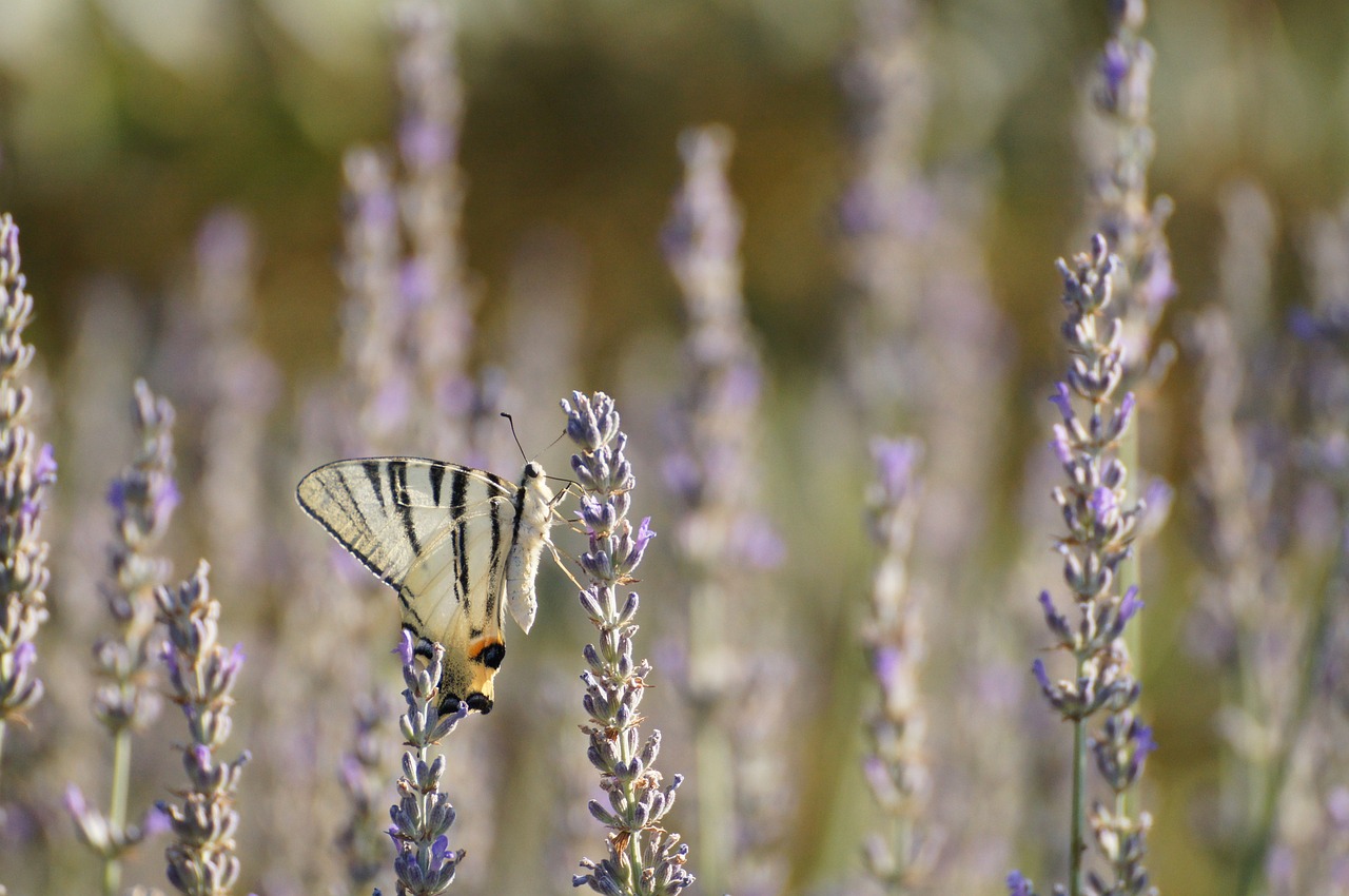 nature italy tuscany free photo