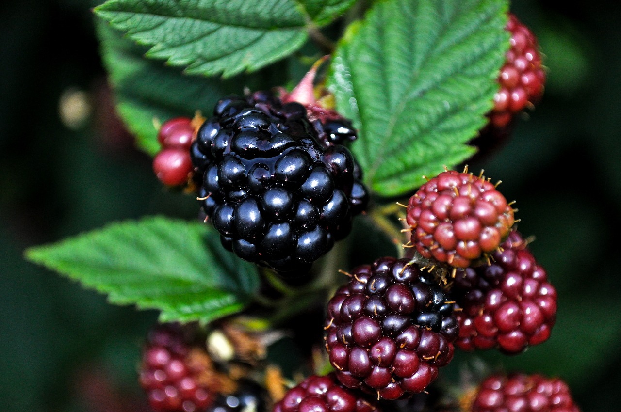 nature blackberries sad free photo